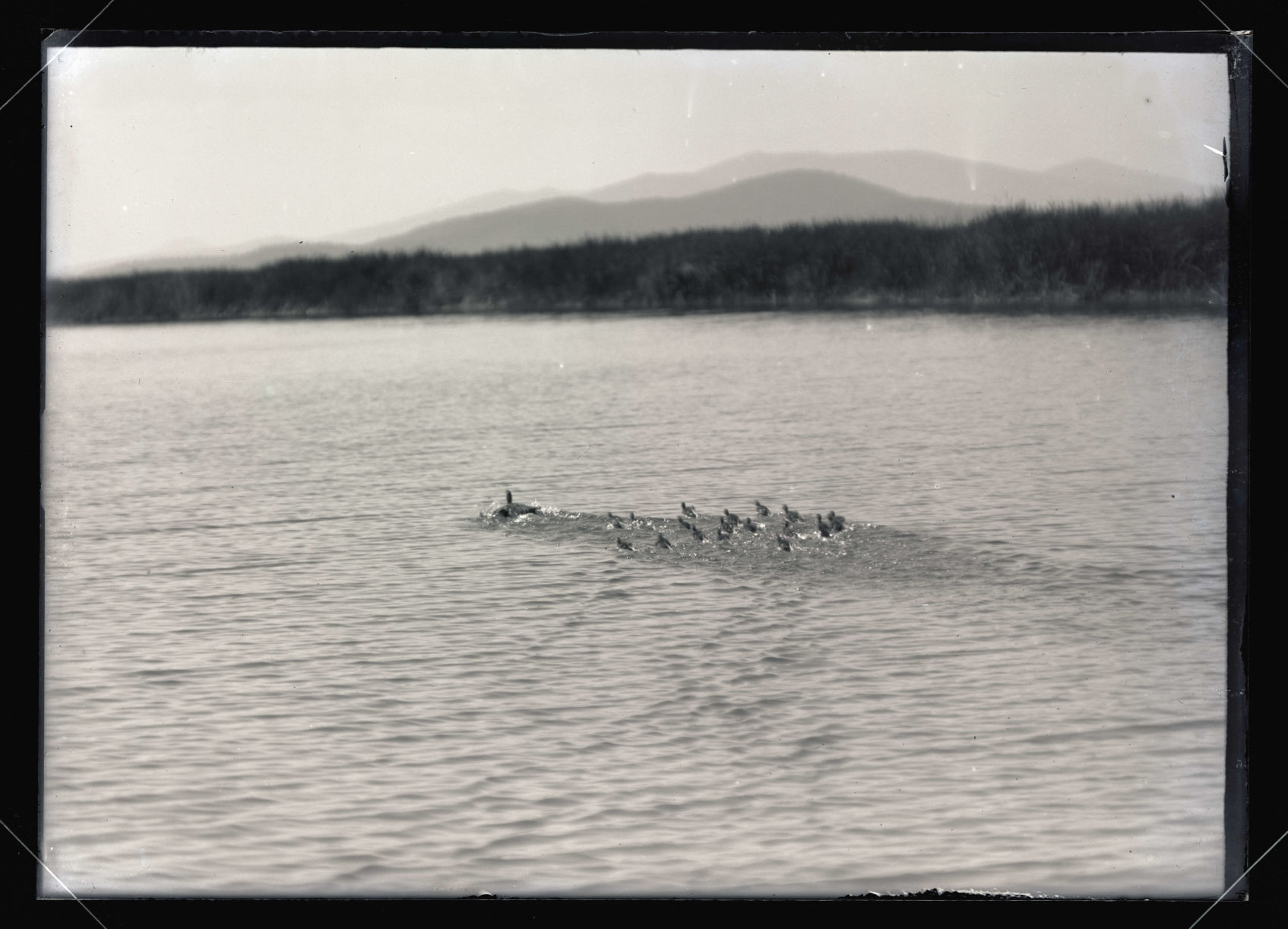 ducklings_lower klamath1905